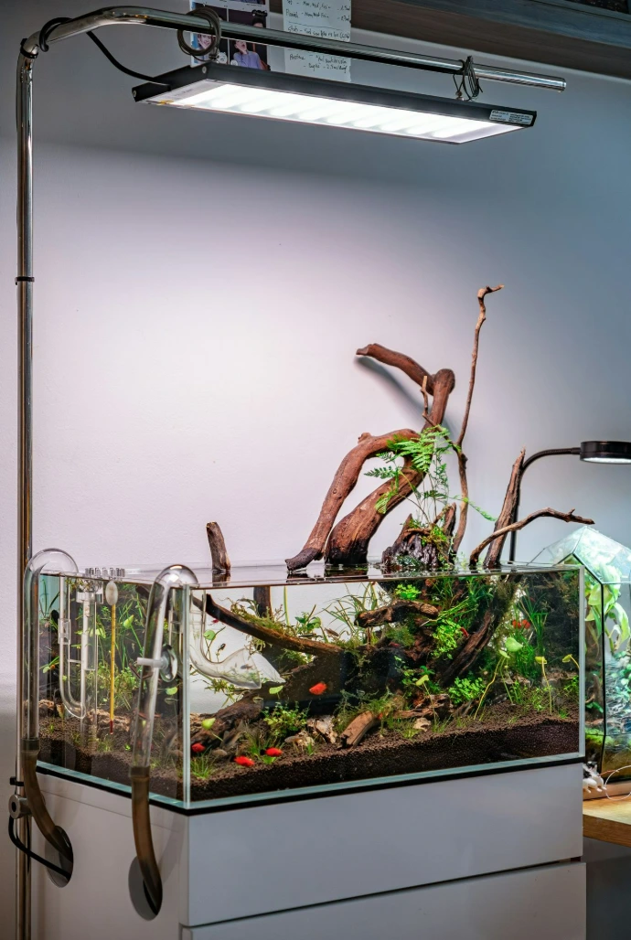 A planted aquarium with driftwood and a bright overhead light.